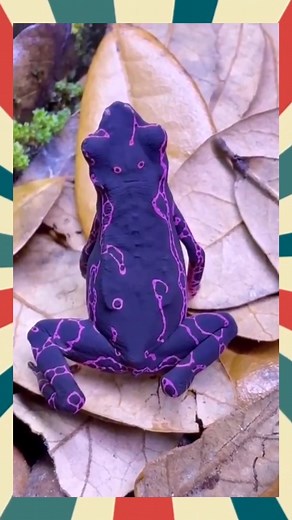 purple harlequin toad via @indicator_species | T.T.P-Animals