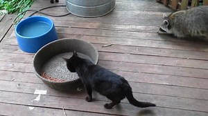 Raccoon unphased by cat smack / Кот в шоке от наглости енота