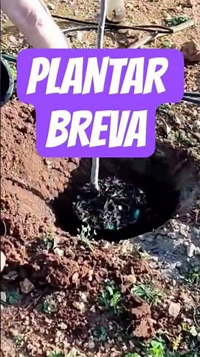 Cómo Plantar Breva #plantarbreva #breva #brevas #arbolesfrutales #arbolfrutal #febrero2026 #huertos