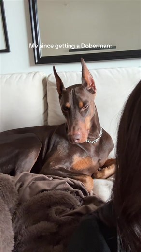 And Regina doesn’t care lol #doberman #dobermanpuppy #doberman #dobermanpinscher #dobermann