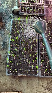 10K views · 418 reactions | Planting our sweet corn starts this week! This is one step I follow to beat pests— in place of planting seeds in the garden, I plant 3 week old starts that put them ahead of the pests lifecycle. #gardenersworkshopfarm | The Gardener's Workshop | Facebook