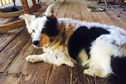 Chaser, the ‘world’s smartest dog,’ dies at 15