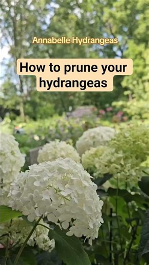 How to prune your hydrangeas for beautiful flower blooms