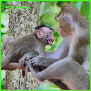 Baby monkey crying loudly shaking to fly down from mother very angry!! | RESEP Monkey
