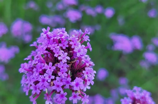 The Science Behind Procrastination