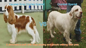 Spaniel Showdown: Cavalier vs. Clumber