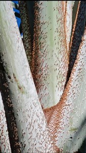 Palma Bismarckia Bismarckia nobilis . Del Desierto al bosque en un momento . Pioneros en Producción de Especies Nativas y naturalizadas del Norte y altiplano mexicano . #arboles #arquitectura #arquitecturadelpaisaje #bismarckianobilis #medioambiente | VIVEROS REGIONALES