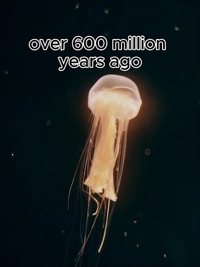 Jellyfish — Ancient Monsters of the Ocean #marinemystery #science #ocean