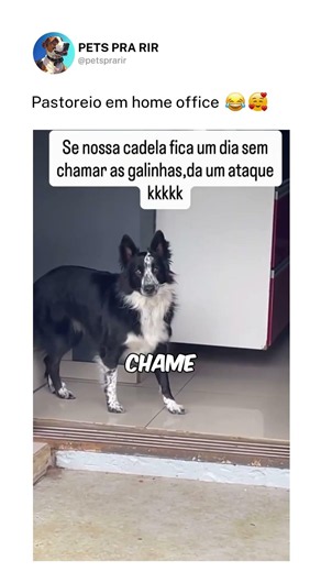Pastoreio em home office ❤️🐶