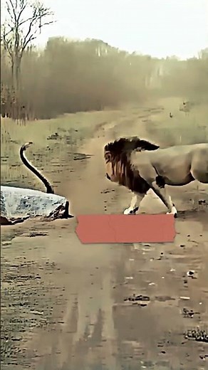 Lion vs Snake – Who Wins This Epic Clash of Predators?