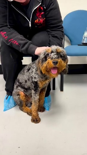 62 reactions · 20 shares | Adopt Baxter, sweet loving 6 month old...