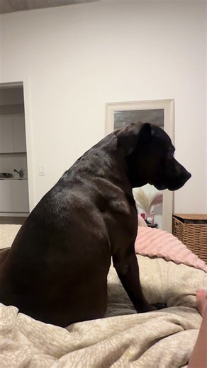 More dog flops !!! #explore #pitbull #dogtok #dogs #puppy | dog