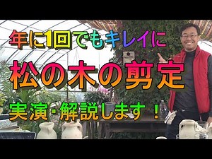 [Pruning] How to prune pine trees "An economical annual pruning method practiced by a professiona...