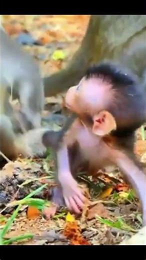 Life of Monkeys: Breastfeeding is also hard