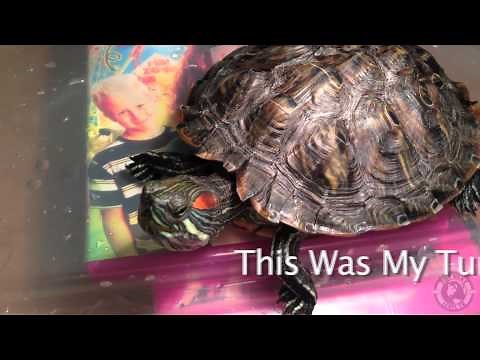 Red Eared Slider Turtle Crying Day Before Passing Away