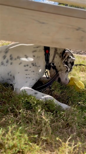 8.9K views · 19 reactions | Anderson County PAWS on Reels | Facebook