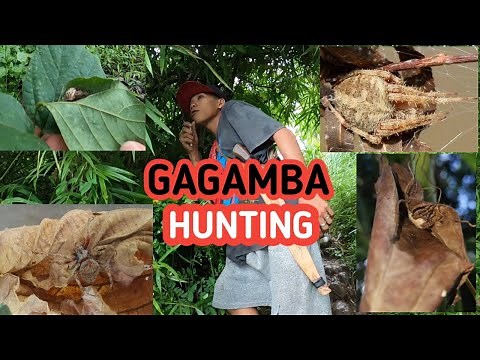 {HUNTING ORB WEAVERS SPIDER} [PHILIPPINES]