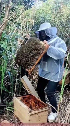 Hive Exploration: How Beekeepers Harvest Full Frames of Honeycombs!