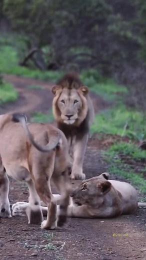 When the lion comes home, the two wives take turns "greeting" him. #lion #wildlife #lionking #lions #animals #love #nature #art #africa #tiger #king #photography #tattoo #lioness #safari #wildlifephotography #liontattoo #animal #cat #bigcats #instagram #leo #wild #lionsofinstagram #l #instagood #naturephotography #zoo #cats #bigcat | King - Forest