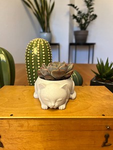 Cat Flower Pot – Cute Plant Pot in a Cat Design | Decoration for Succulents, Cacti & Gift for Cat Lovers - Etsy