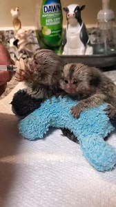 Babies are happy and thriving, eating well and very alert #marmoset #babies #happy #nipple #formula | KCs Ranch