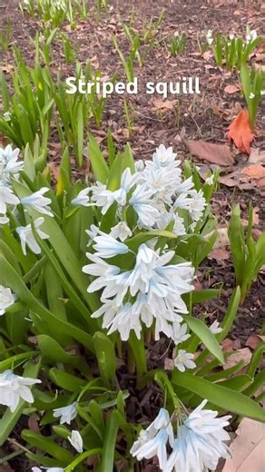 Striped squill blooming as one of the first signs of spring in the Boston Public Garden
