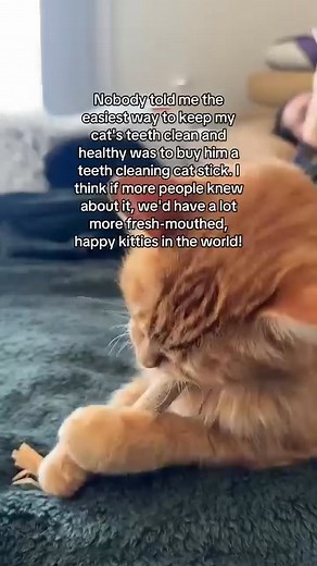 Brushing your cat’s teeth isn’t just hard… it’s almost impossible. That’s why NomSticks work so well. They trigger your cat’s natural chewing instinct, gently scraping plaque while your cat plays. No toothpaste. No trauma. Just real dental care… disguised as a treat. Thousands of cat parents are skipping the fight — and still getting cleaner teeth and fresher breath. Get yours today 👉 https://nomsticks.com/products/silvervine-sticks-for-cats-nomsticks | NomSticks