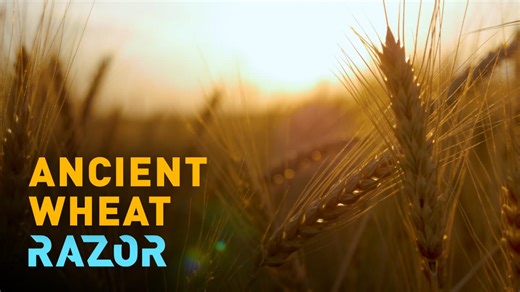 How century-old wheat grains may save the bread of the future