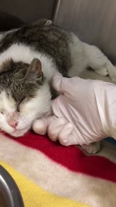 94 reactions · 113 shares | RESCUED BY FOUR PAWS ANIMAL FOUNDATION!...