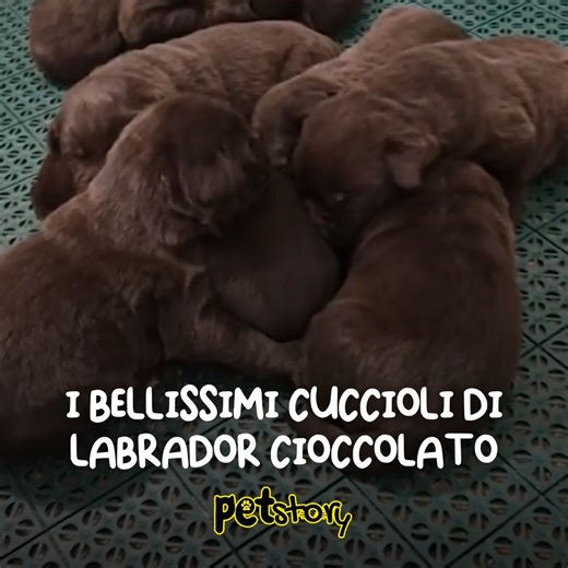 222K views · 6.5K reactions | @myretriever condivide le immagini di Allegra e i suoi cucciolotti, dei bellissimi piccolini di Labrador color cioccolato Questi piccolini hanno pochissimi giorni di vita e amano dormire tutti vicini per tenersi al caldo tra di loro, hanno anche una lampada a luce rossa che li riscalda dal freddo della stanza Quanto sono teneri? ❤ | Pet Story | Facebook