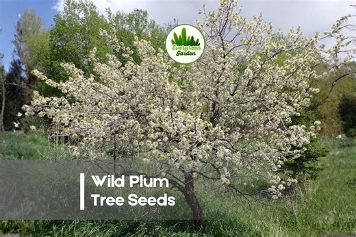 10 Wild Plum Tree Seeds - Etsy
