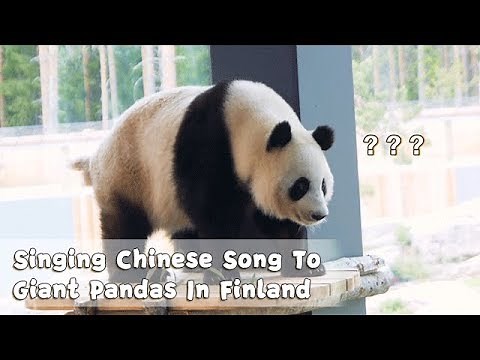 Singing Chinese Song To Giant Pandas Hua Bao and Jin Baobao In Finland | iPanda