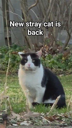 New stray is back for breakfast