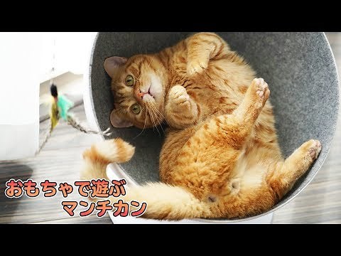 【Cat Video】Konpei (Munchkin breed) plays around