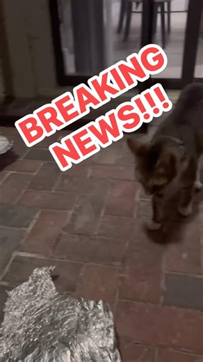 BREAKING NEWS: The Bonterra Cat Is Back