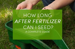 How Long After Fertilizer Can I Seed? A Complete Guide