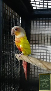 1.5K views · 4 comments | Sun Cheek Conure. The suncheek conure is a...