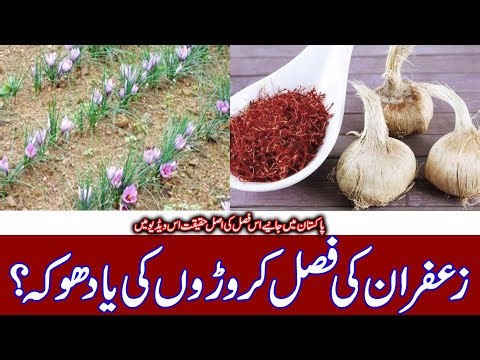 Zafran farming in Pakistan | Saffron farming in Pakistan | Zafran ki kasht | saffron ki kheti