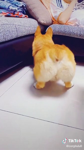 Adorable Corgi Puppy Compilation