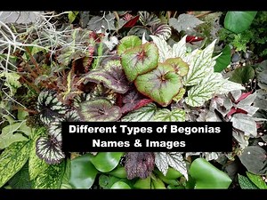 Different Types of Begonias - Names and Pictures