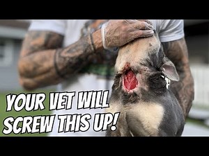 Stop wasting money at the Vet! Ruptured abscess treatment at home! DO NOT STICH! Pet care tips !