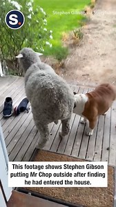 8.3K views · 85 reactions | Adorable lamb turns home invasion into cutest break-in ever! | storyful | Facebook