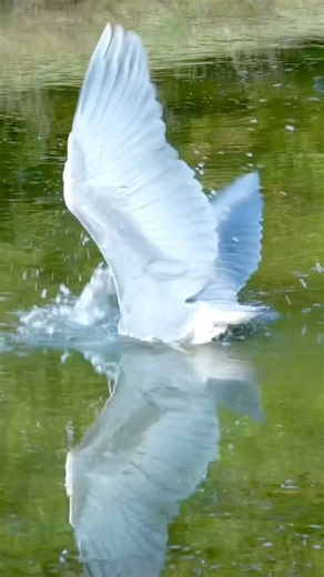 So Close! Heron Tries to Catch a Fish 🐟