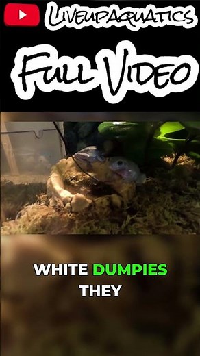 These White Dumpies Hide When Feeding #treefrog #frogs #reptile