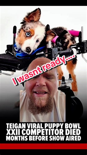 Falling in Love with This Adorable Puppy