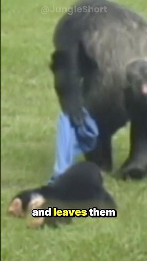 🐵 The Baby Chimp Who Loves Being Dragged 😍