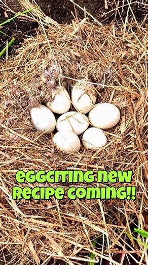 Let's Use Huge Goose Eggs to Make EGGcellent Dessert