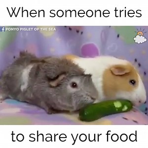 When someone tries to share your food... | LittleThings