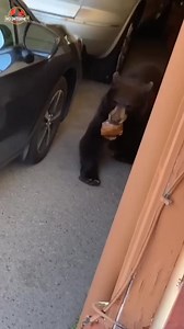 130K views · 5.4K reactions | why does the male bear steal #fypシ゚viralシfypシ゚ #adsonreels #fypviralシ #reelschallenge #animals #interestingfacts #highlightseveryone #2025goals | No internet | Facebook