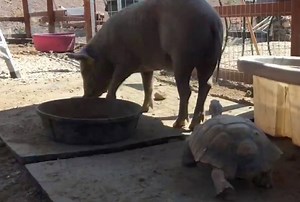 Woody the tortoise is in love with this pig, and it’s ADORABLE. (via USA TODAY) | Upworthy